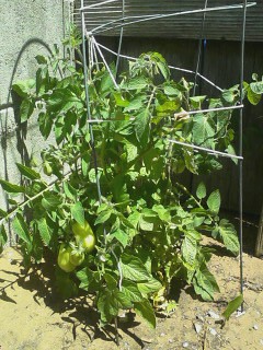 Roma Tomato Plant 8 10 2012