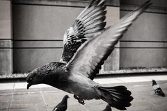 #DailyPigeon 050216 #instaDFW #UrbanWildlife #pigeon #Dallas