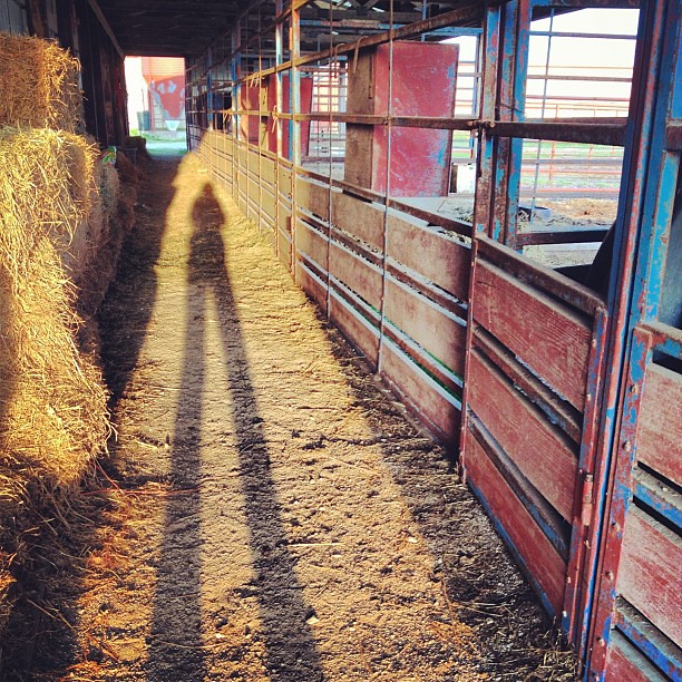 Long Shadows of Sunset #stable #barn #shadow