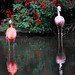 Flamingos rosa e vermelho- Foto: Rê Sarmento