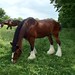 Clydesdales Grazing 14