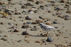 20120620 - Piping Plovers