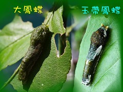 圖2：圖二：許多種類的鳳蝶幼蟲在終齡以前外觀貌似鳥糞，圖為大鳳蝶、玉帶鳳蝶四齡幼蟲的外觀。