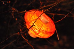 Discarded Lantern