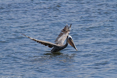 Pelican Skydive