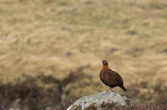 red grouse on stone on moor 3