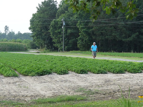Charlie Peanut Field July 6, 2012