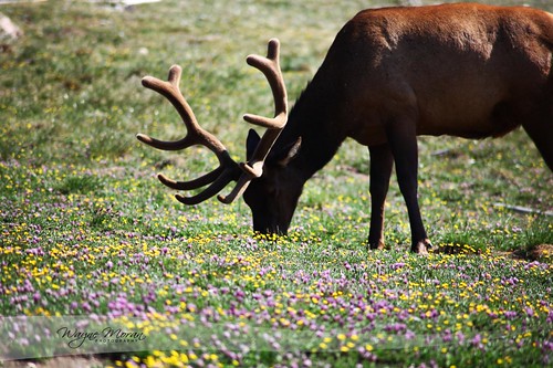 Elk - Rocky Mountain National Park by !!WaynePhotoGuy