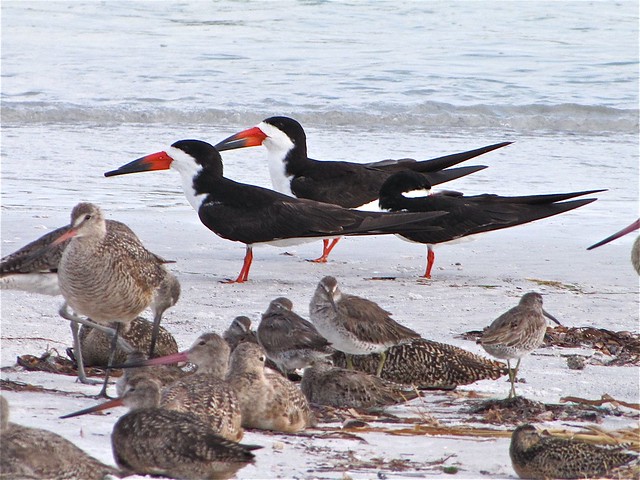 Black Skimmer, Shortbilled Dowticher, and Marbled Godwit at Fort DeSoto in Pinellas County, FL