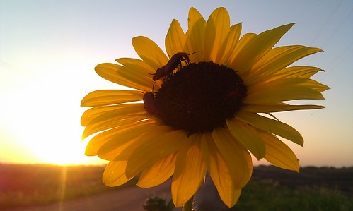 Sunrise meeting on a sunflower.