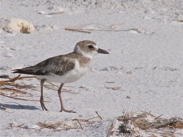 Wilson's Plover at Honeymoon Island State Park in Pinellas County, FL 05