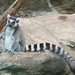 RingTailedLemur_012 posted by *Ice Princess* to Flickr