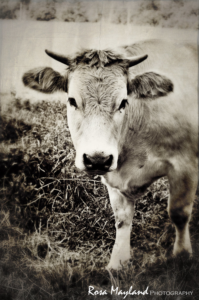 Cow Portrait 2 6 bis