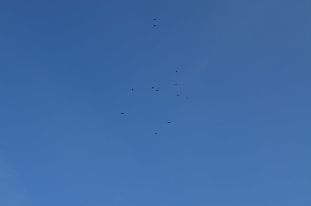 Ahlbeck beach Germany_birds flying in the sky