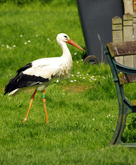 Storks at Hempton