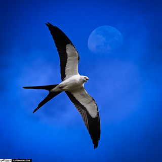 Swallow-tailed Kite Bird Flying by Moon in Sky
