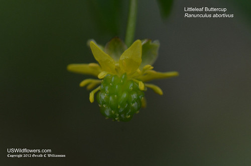 Littleleaf Buttercup, Littleleaf Crowfoot - Ranunculus abortivus