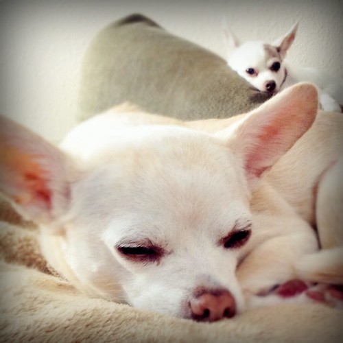 chihuahuas by annettembo