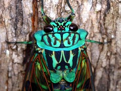 Cicada of Ecuador