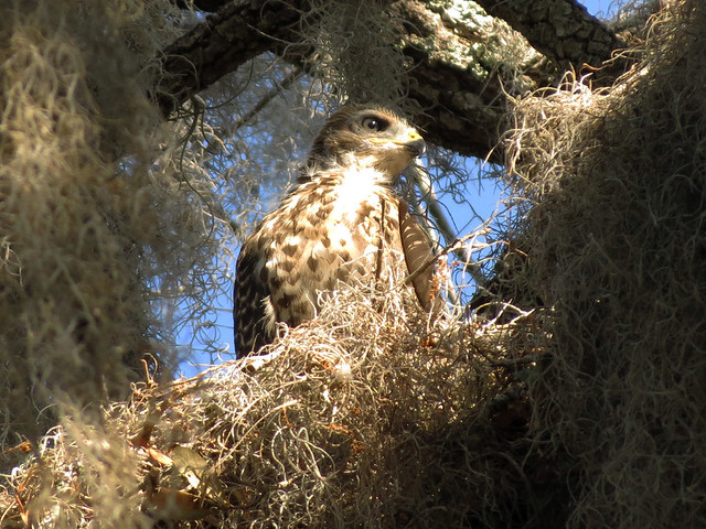 juvenile Red-shouldered Hawk