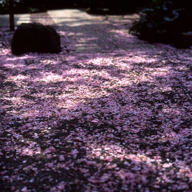 遅咲き桜の散り際