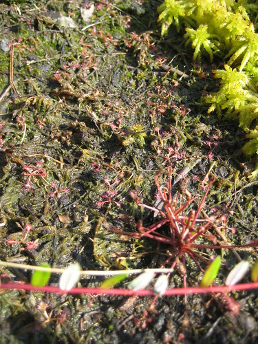 Drosera seedlings