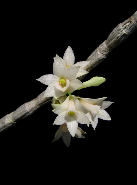 Dendrobium goldschmidtianum f. album