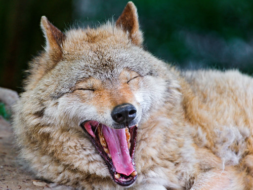  無料写真素材, 動物 , 狼・オオカミ, 欠伸・あくび, 動物  口を開ける  