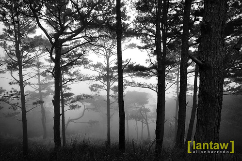 Salacsac Foggy Pine Forest in BW
