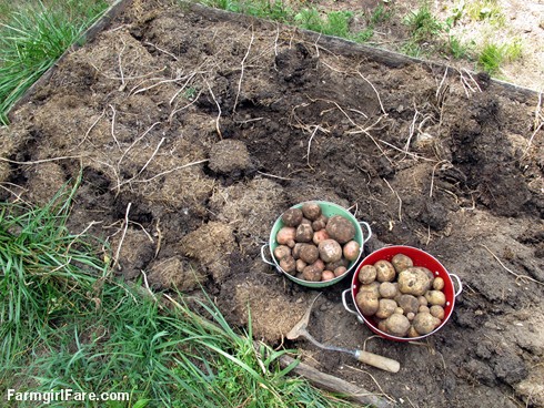 (19-10) Digging up Yukon Gold and red potatoes planted in early March - FarmgirlFare.com