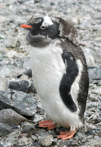 Moulting Gentoo penguin by D A Scott
