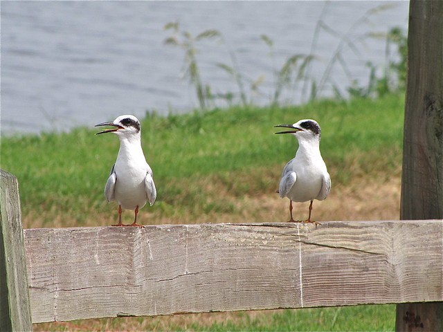 Forster's Tern at the Celery Fields in Sarasota County, FL 01