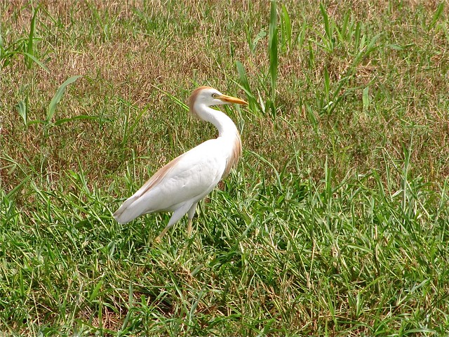 Cattle Egret at the Celery Fields in Sarasota County, FL 02