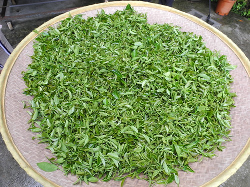 採好的茶葉放到竹簍中發酵。