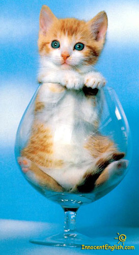 kitty in glass