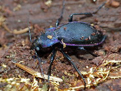 Violet Ground Beetle (Carabus purpurascens laevicostatus) hibernating in dead wood