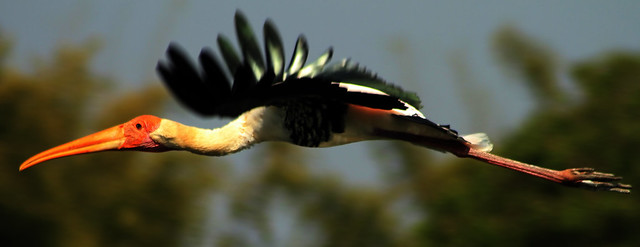 Painted Stork - flight