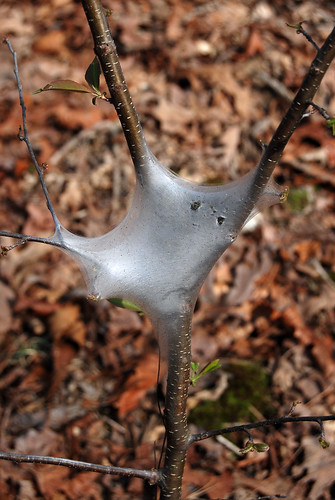 Small Tent Caterpillar web in the crotch of a plum tree in early spring.