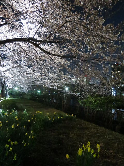 Sakura & night river