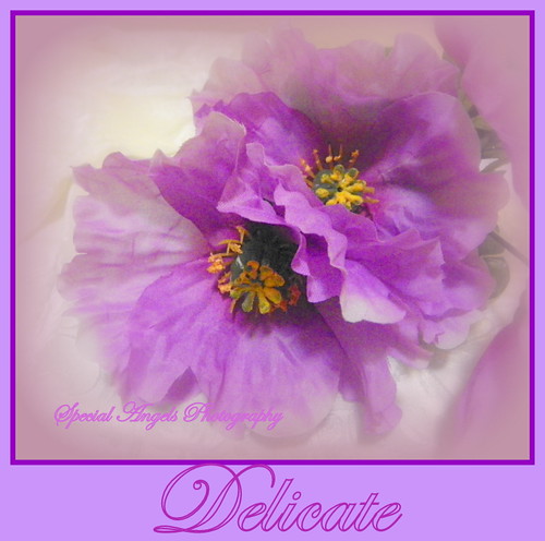 So Delicate--Happy Sunday by Special Angels Photography( Tumbleweed)