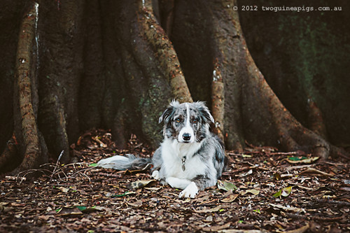 Tale of Artex the blue merle Border Collie on a Sydney Winter Afternoon. Sydney Award Winning Pet Photographer, twoguineapigs pet photography.