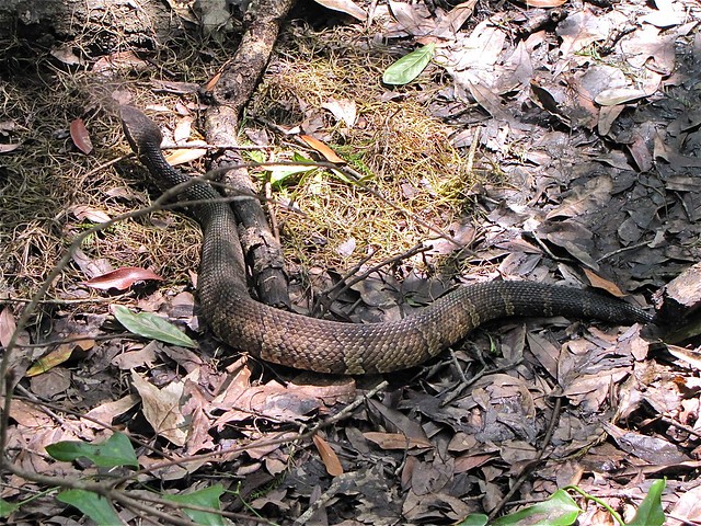 Water Moccasin (Cottonmouth) at John B. Sargeant Park in Hillsborough County, FL 01