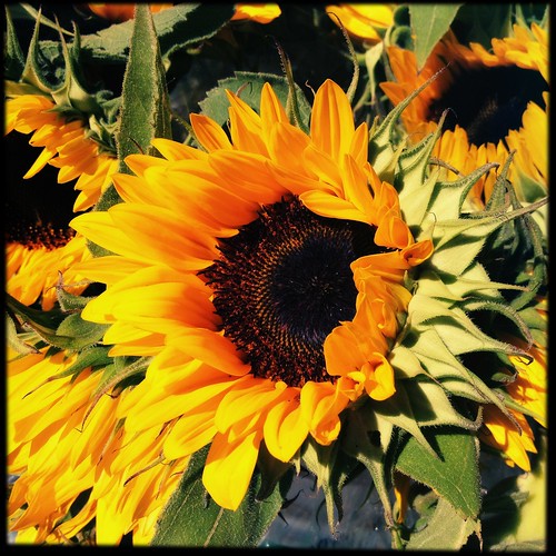 Sunflower season = happy!