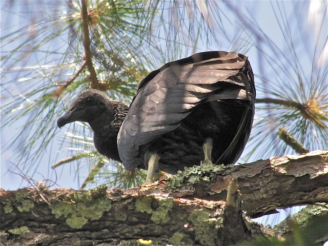Black Vulture at John B. Sargeant Park in Hillsborough County, FL 02