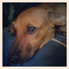 Little man Boo #fosterdog #foster #adoptdontshop #rescue #puppy #dogs #instadog #petstagram #dogstagram