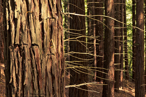 Monumento Natural de las Sequoias