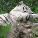 Tigers_003 posted by *Ice Princess* to Flickr