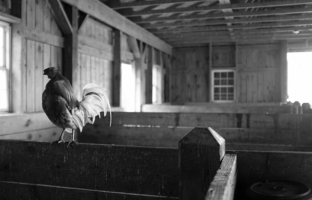 Rooster, Lull Farm, Hollis NH