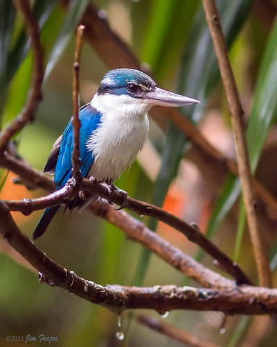 White-collared Kingfisher by SARhounds