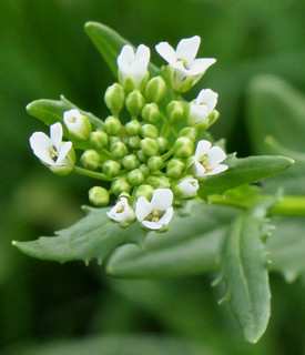 Field Pennycress blossoms